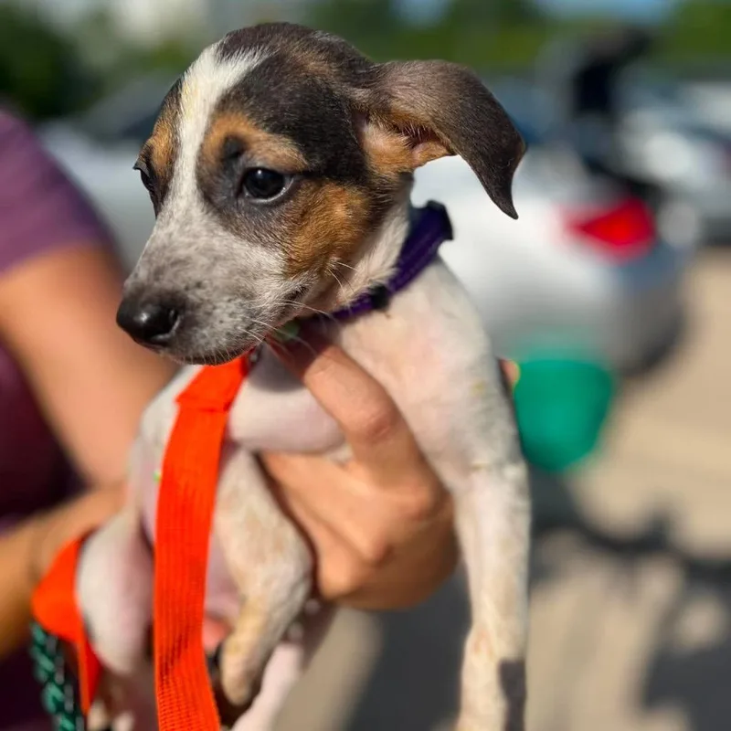 A baby small-sized male White / Cream Chihuahua dog named Riley for adoption in St. Charles, IL