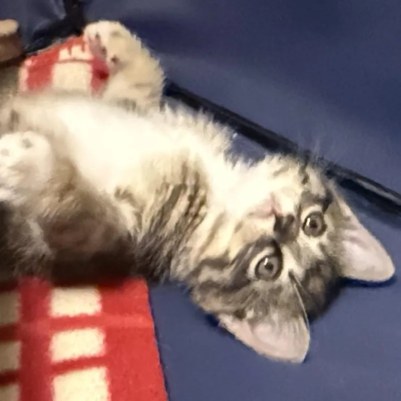 A baby small-sized female Brown / Chocolate Domestic Medium Hair cat named Scout for adoption in Flower Mound, TX