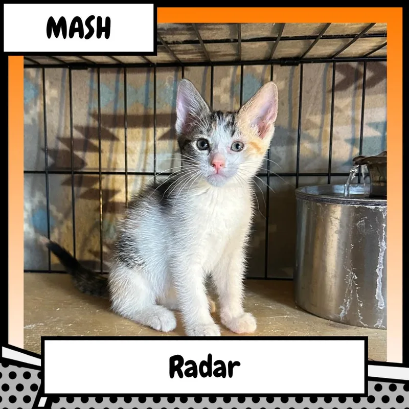 Waltessa Eugenia "Radar" O'Reilly