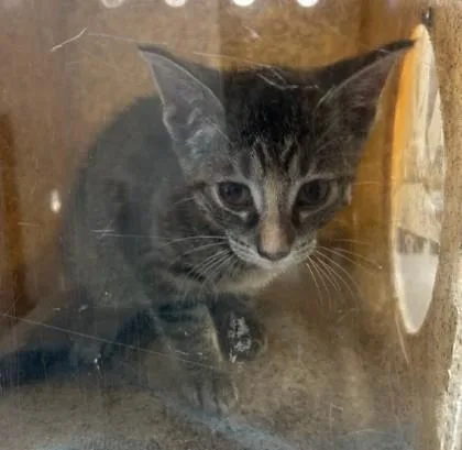 A baby small-sized female Domestic Short Hair cat named Tizz for adoption in Madison, NJ