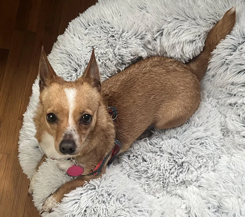 An adult small-sized female Chihuahua dog named Misty for adoption in Seattle, WA