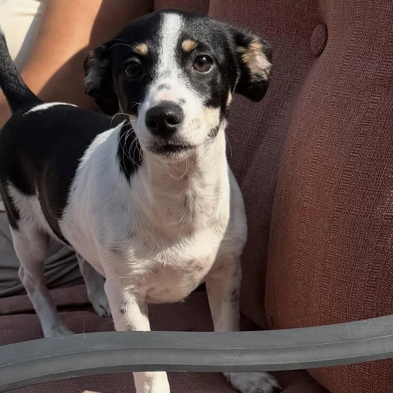 A baby medium-sized female Jack Russell Terrier dog named Quesadilla for adoption in Ellicott City, MD