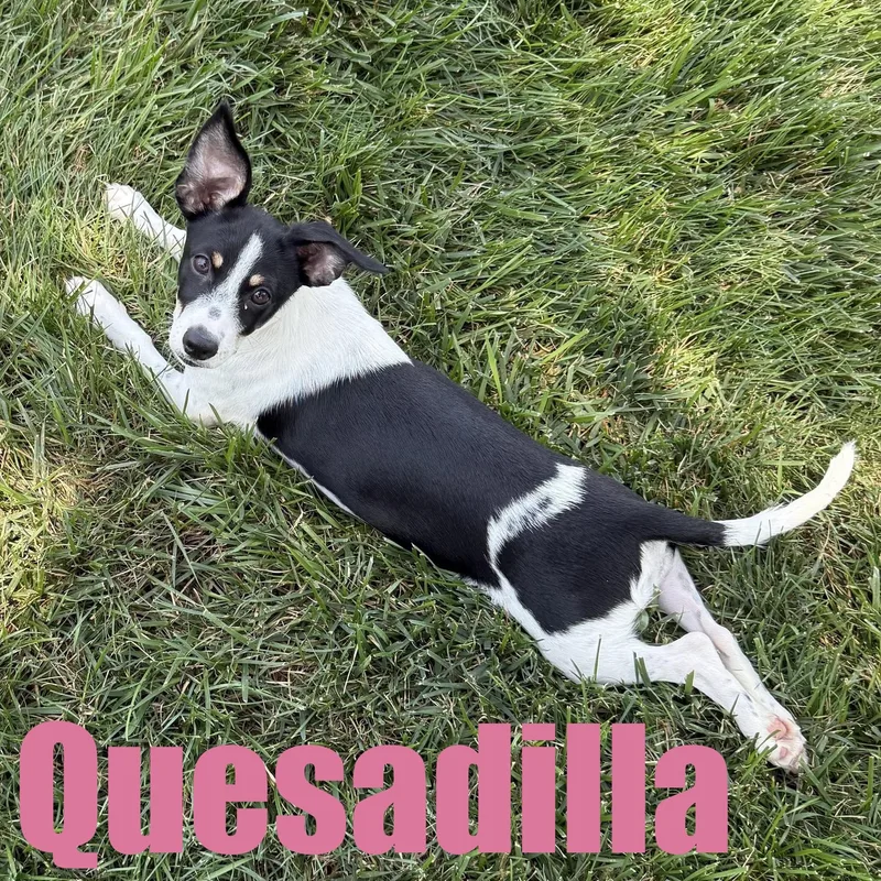 Quesadilla thumbnail 3