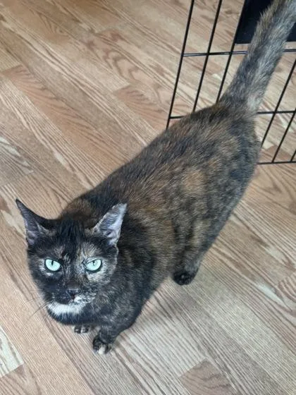 A senior medium-sized female Domestic Short Hair cat named Solyse for adoption in River Ridge, LA