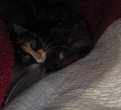 An adult medium-sized female Domestic Short Hair cat named Split for adoption in Independence, MO