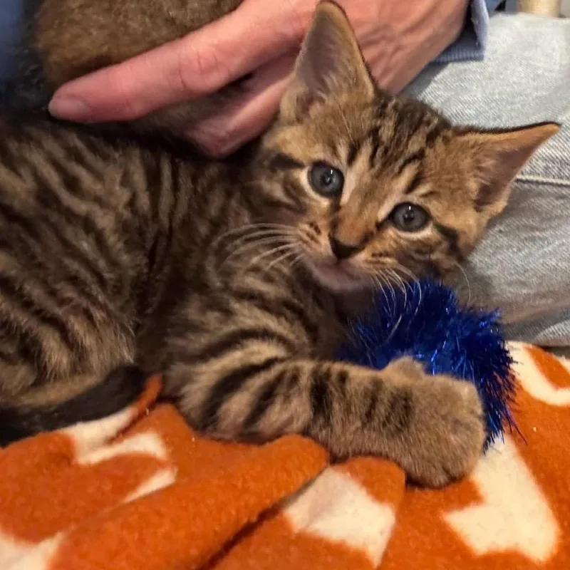 A baby small-sized male Gray / Blue / Silver Domestic Short Hair cat named Tater for adoption in League City, TX