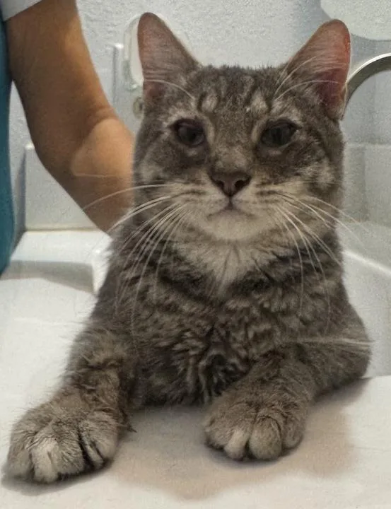 A baby small-sized male Domestic Short Hair cat named Boston for adoption in New Braunfels, TX