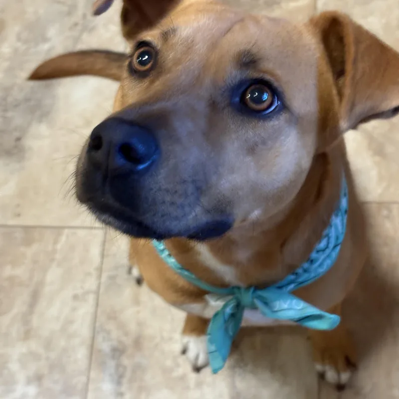 Gypsy Good Girl thumbnail 3