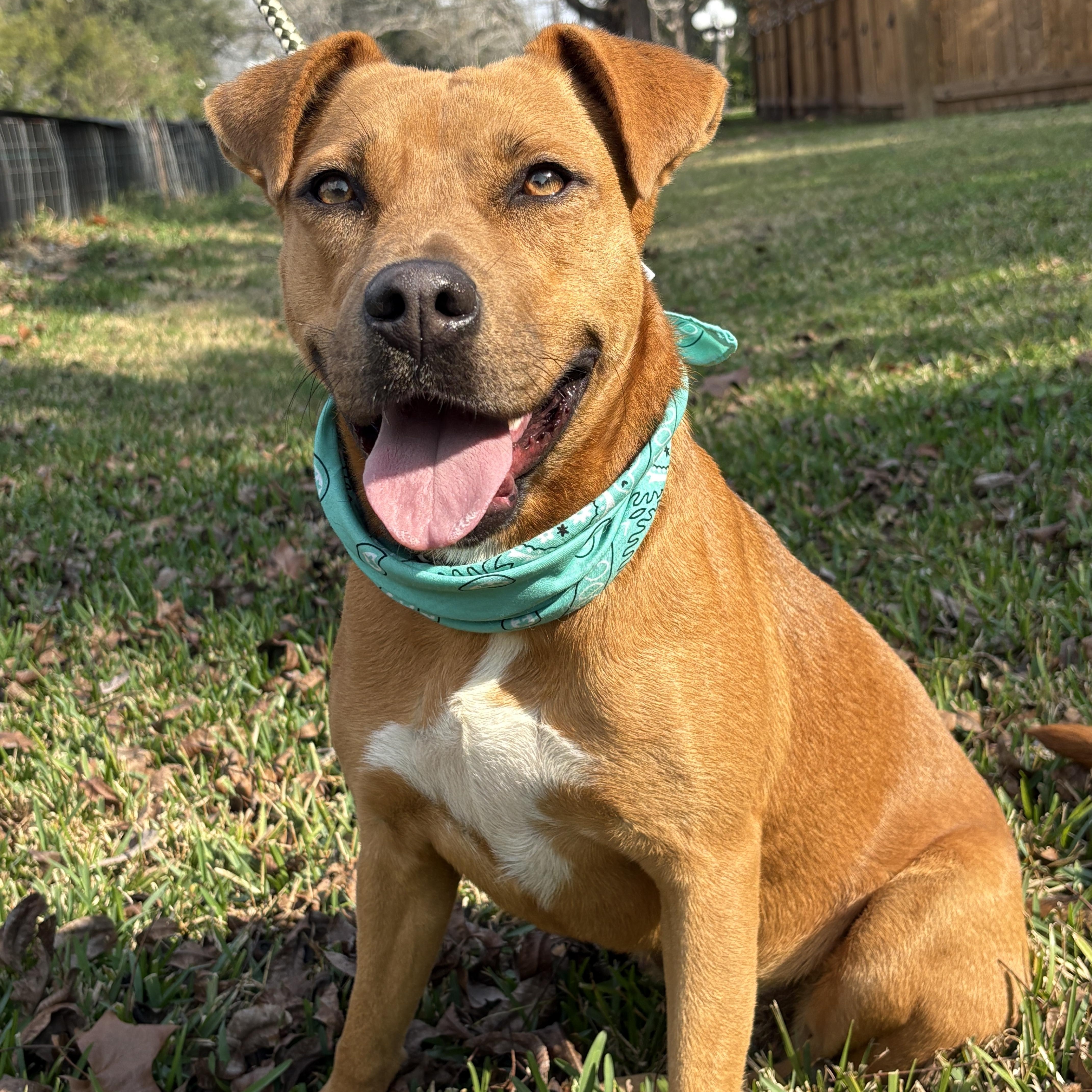 An adult medium-sized female Red / Chestnut / Orange Pit Bull Terrier dog named Gypsy Good Girl for adoption in Cypress, TX
