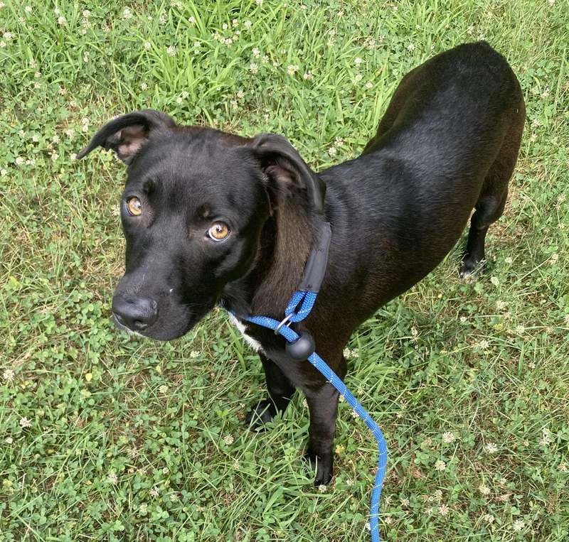 A young medium-sized female Black Mixed Breed dog named Sweets for adoption in Allegan, MI