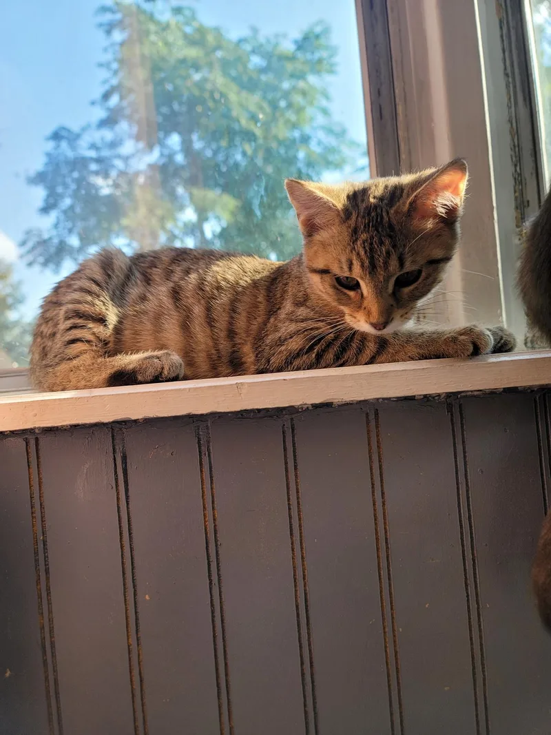 A baby small-sized female Tabby (Brown / Chocolate) Domestic Short Hair cat named Bagel for adoption in Indianapolis, IN