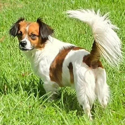 An adult small-sized male Papillon dog named Gizmo for adoption in Grand Bay, AL