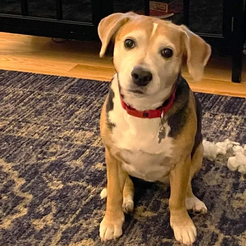 A senior small-sized female Beagle dog named Poppy for adoption in State College, PA
