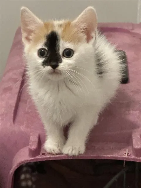 A baby small-sized female Domestic Short Hair cat named Raikou for adoption in Charlotte, NC