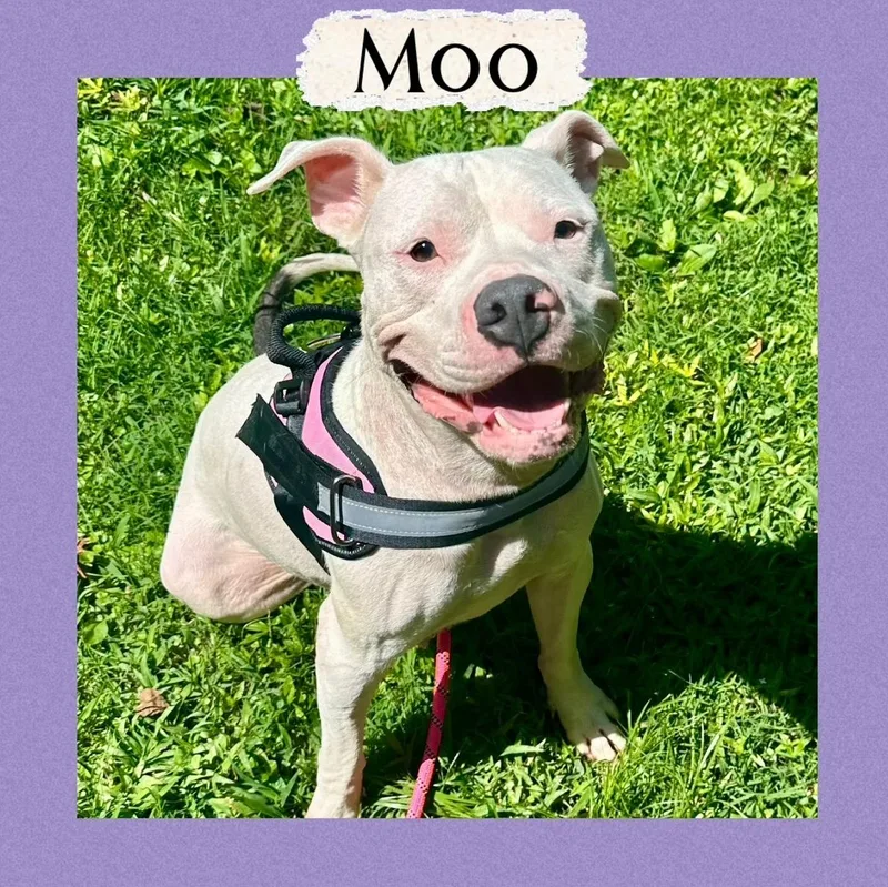An adult medium-sized female White / Cream Pit Bull Terrier dog named Moo for adoption in Richmond, VA