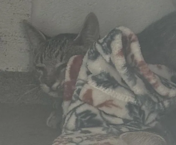 A young medium-sized male Domestic Short Hair cat named Wobble for adoption in Des Moines, IA