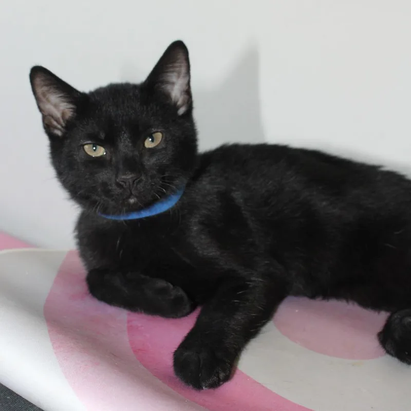 A baby small-sized male Black Domestic Short Hair cat named Bear for adoption in Long Beach, CA