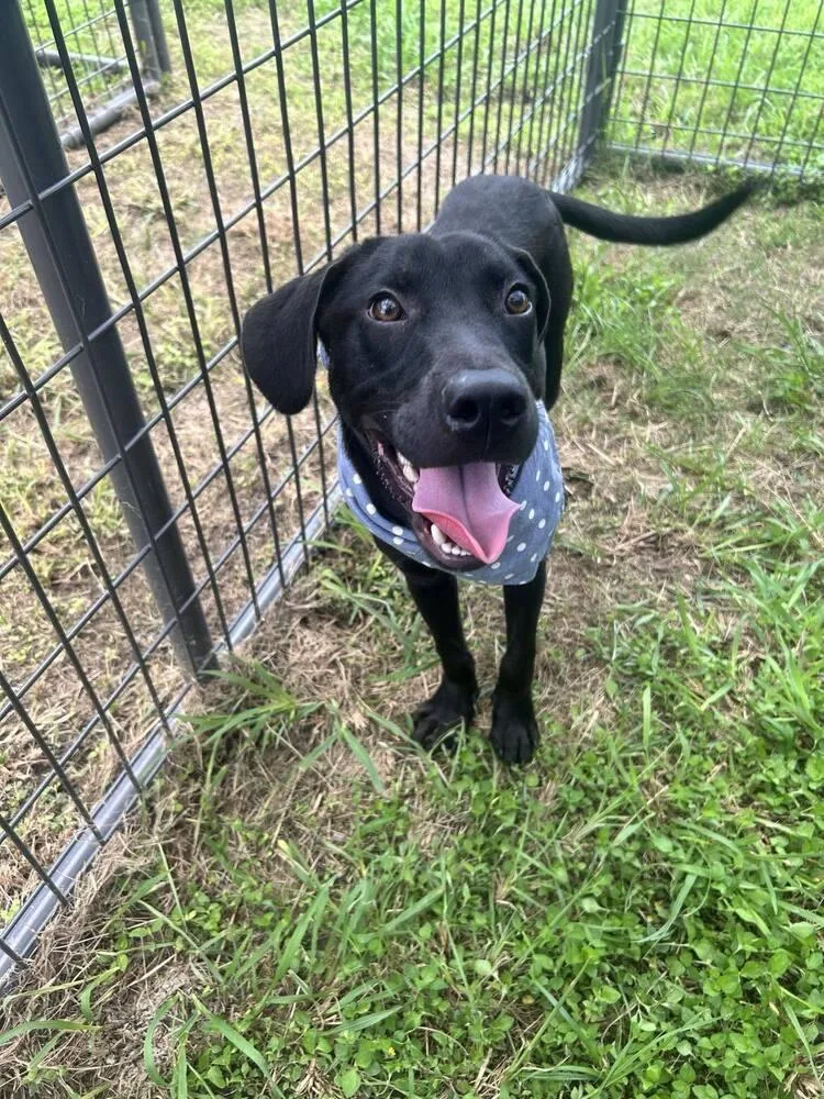 A young medium-sized male Black Labrador Retriever dog named Philly for adoption in Scott, LA