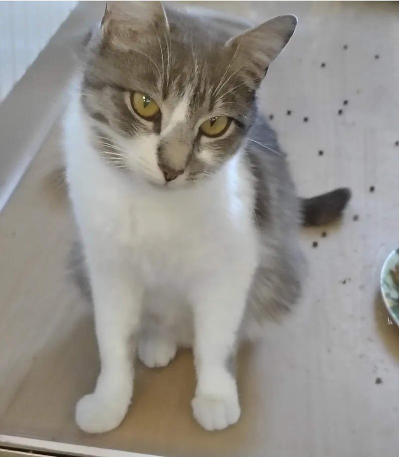 Daisy thumbnail 5