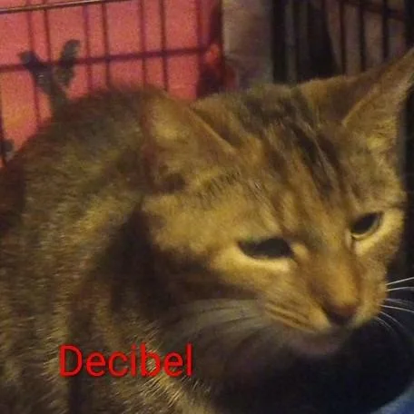 Decibel