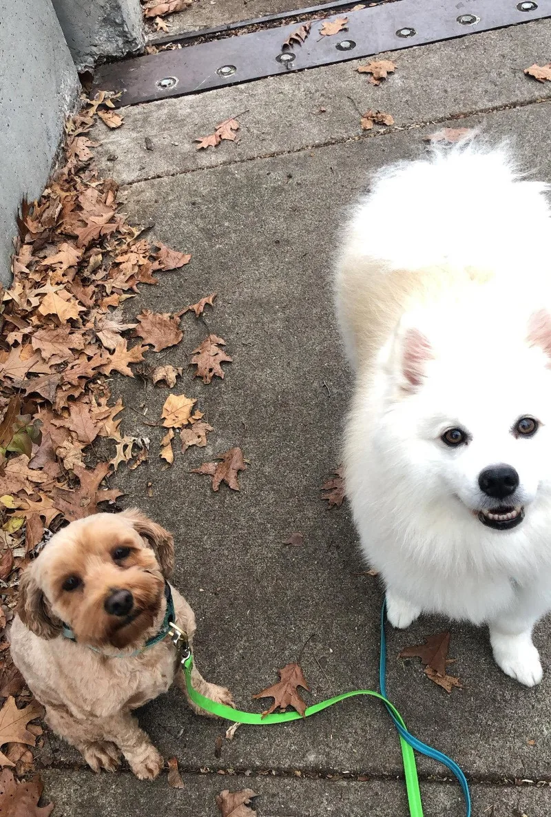 A young medium-sized male American Eskimo Dog dog named Rogue of Kyle TX for adoption in Randallstown, MD