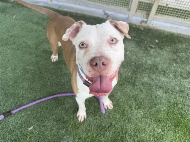 A young large-sized male Pit Bull Terrier dog named Jelly Bean for adoption in Los Angeles, CA