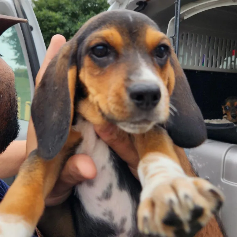 A baby small-sized male Beagle dog named Floppy Pup: Wicker for adoption in Falls Church, VA