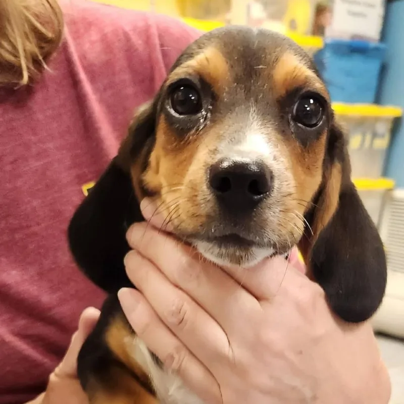 Floppy Pup: Wicker thumbnail 2