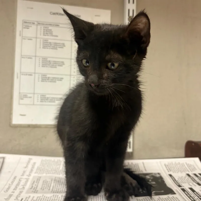 A baby small-sized male Black Domestic Short Hair cat named Sparky for adoption in Yuma, AZ