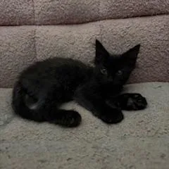 A baby medium-sized male Black Domestic Medium Hair cat named Shadow for adoption in Pendleton, OR