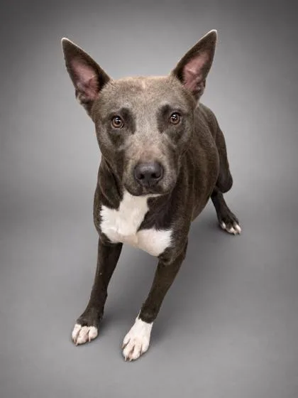 A young medium-sized male Pit Bull Terrier dog named Smoke for adoption in Bowling Green, KY