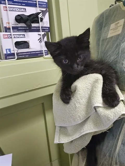 A baby small-sized male Domestic Short Hair cat named Cheddar for adoption in Pueblo, CO