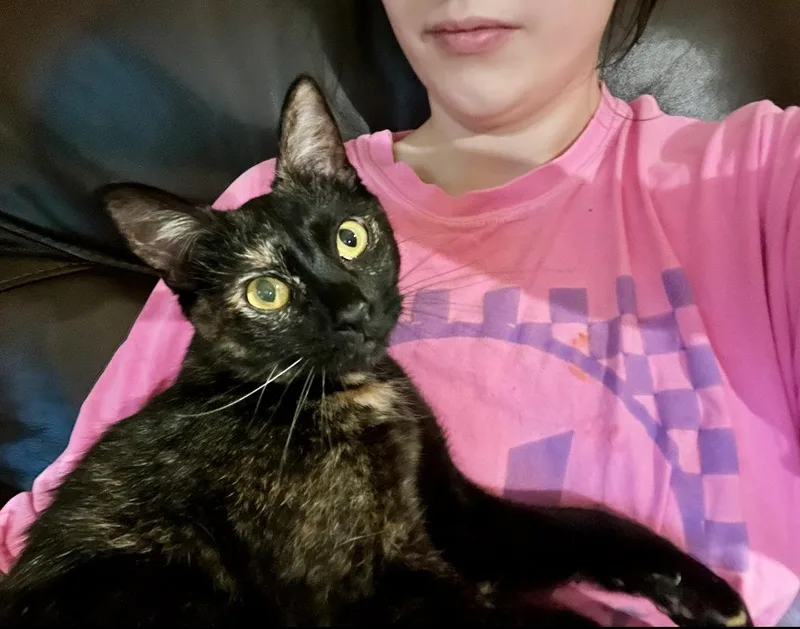 A young medium-sized female Tortoiseshell Domestic Short Hair cat named Cleo for adoption in Alexandria, LA