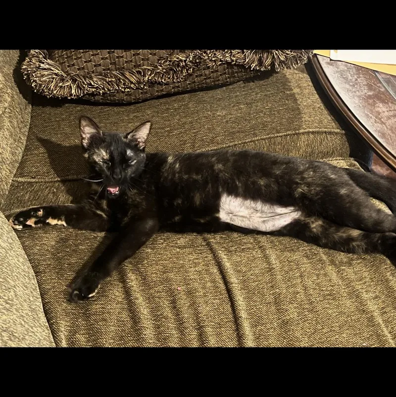 Cleo thumbnail 3