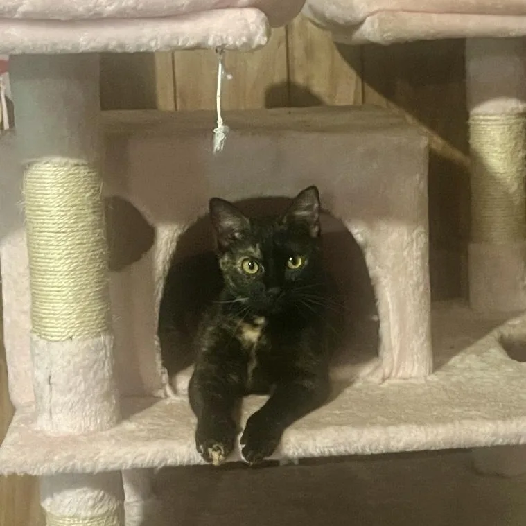 Cleo thumbnail 5