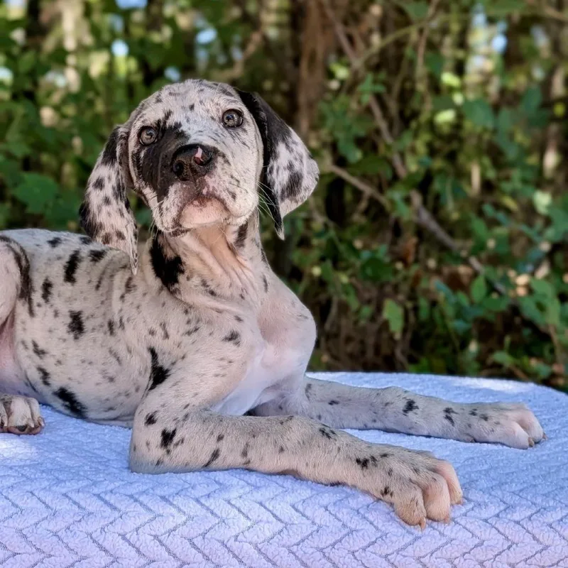 A baby large-sized female Gray / Blue / Silver Great Dane dog named Spirit for adoption in Tyrone, GA