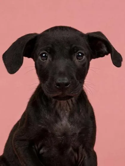 A young medium-sized male Terrier dog named Grumpy for adoption in Gulfport, MS