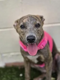 A young medium-sized female Mixed Breed dog named Amara for adoption in Savannah, GA