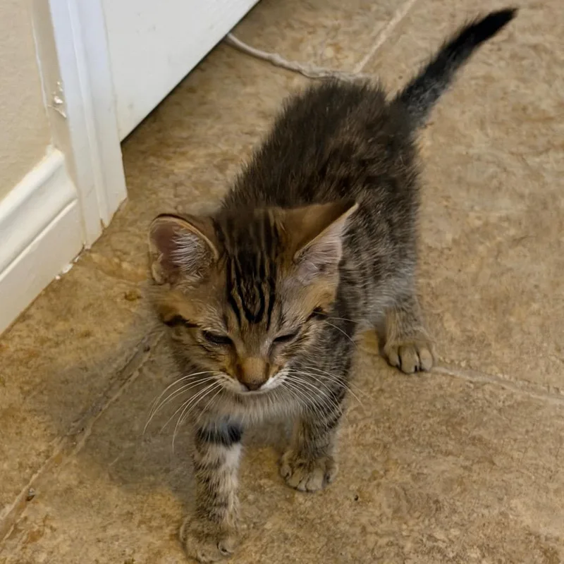 A baby small-sized male Brown / Chocolate Domestic Short Hair cat named Poppy for adoption in Las Vegas, NV