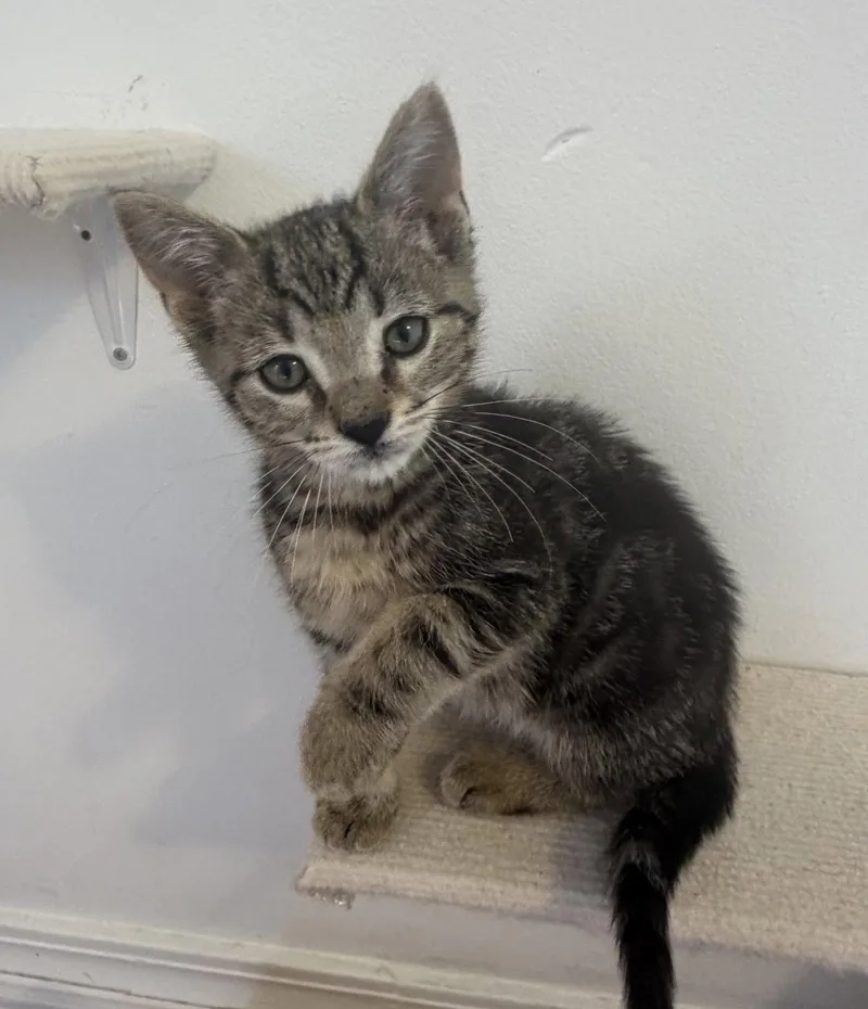 A baby medium-sized female Domestic Short Hair cat named Jg Litter Rizo for adoption in Livonia, MI