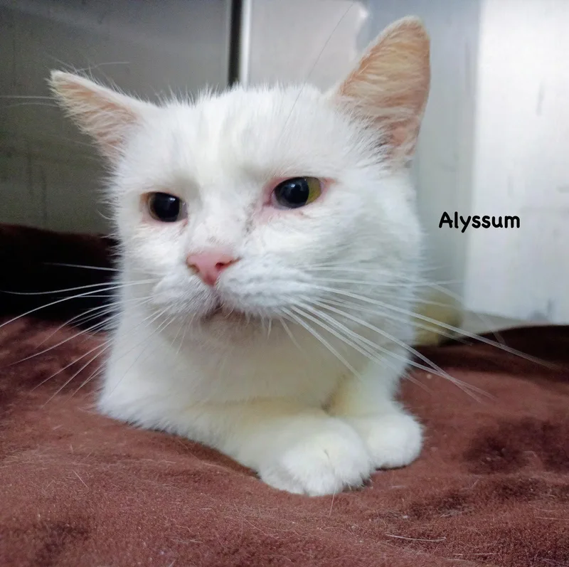 Alyssum