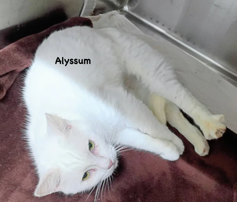 Alyssum thumbnail 2