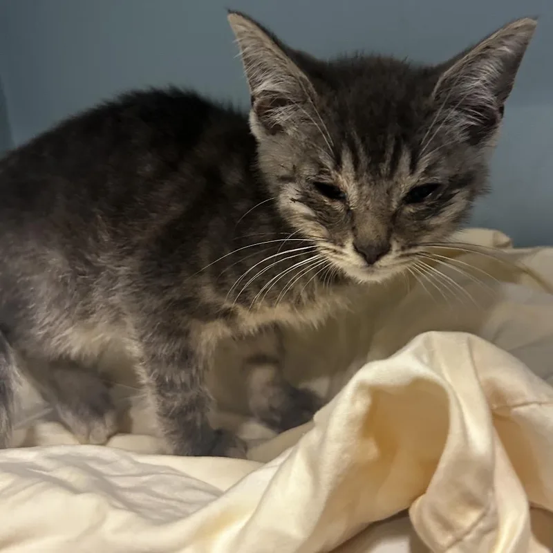 A baby small-sized male Gray / Blue / Silver Domestic Short Hair cat named Spring Roll for adoption in Chattanooga, TN