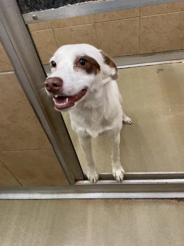 An adult medium-sized female White / Cream Mixed Breed dog named Donna for adoption in Hobbs, NM