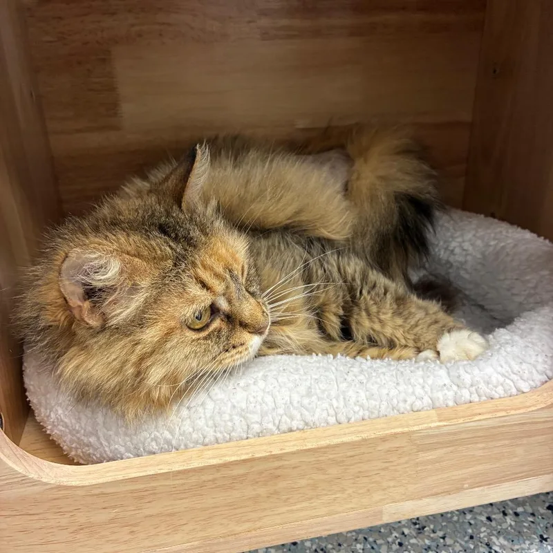 An adult medium-sized female Brown / Chocolate Domestic Medium Hair cat named Raggedy Ann for adoption in Dayton, OH