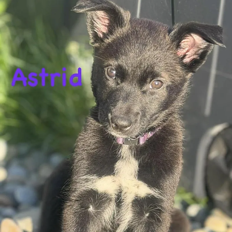 Astrid thumbnail 3