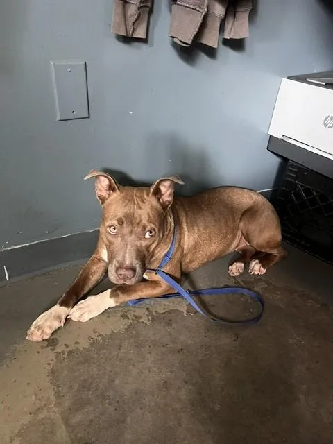 A young medium-sized female American Staffordshire Terrier dog named Alana for adoption in Tallahassee, FL