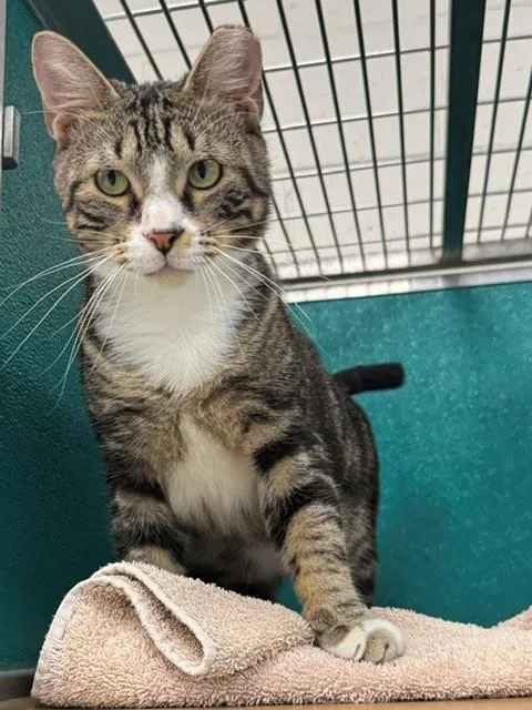An adult medium-sized male Domestic Short Hair cat named Sancho Panza for adoption in Naples, FL