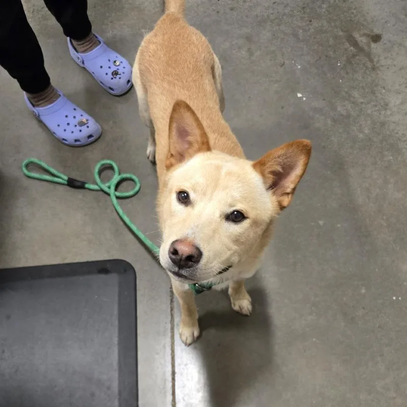 A young medium-sized male Yellow / Tan / Blond / Fawn Mixed Breed dog named SICStray for adoption in Washington Township, OH
