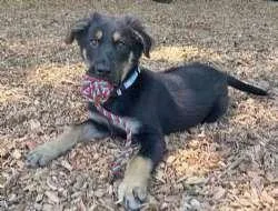 A baby large-sized male Bicolor Shepherd dog named Bourbon for adoption in Sudbury, MA